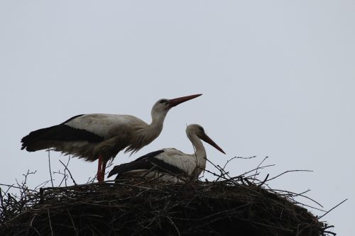 storks birds fly