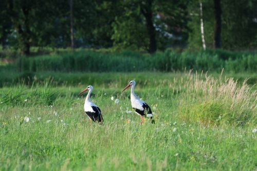 storks birds nature