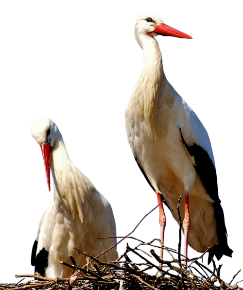 storks pair birds