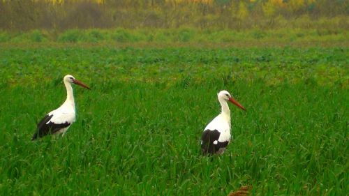 storks stork birds