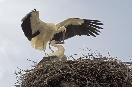 storks migrating birds bulgaria