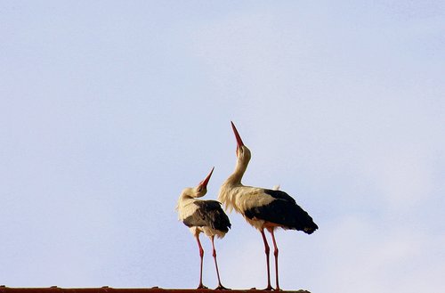 storks  spring  birds