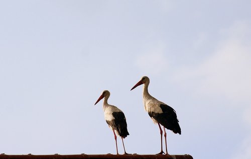 storks  birds  para