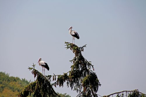 storks  bird  rattle stork