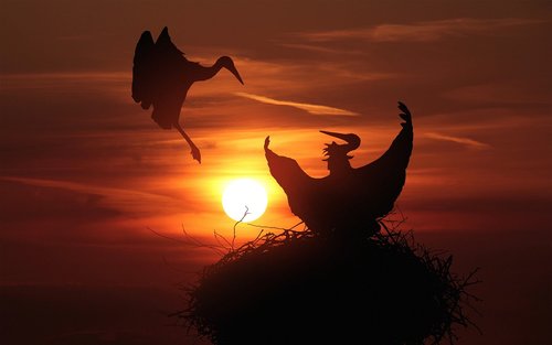 storks  nest  sunset