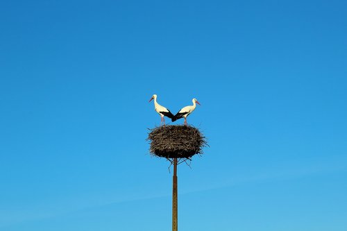 storks  birds  nature