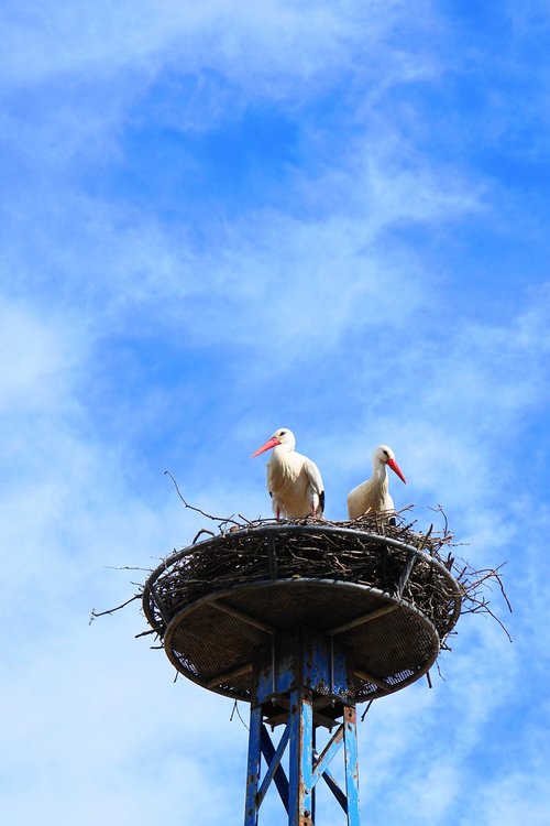 storks  birds  nest
