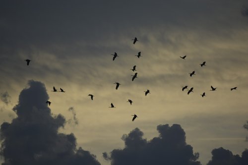 storks  birds  animals