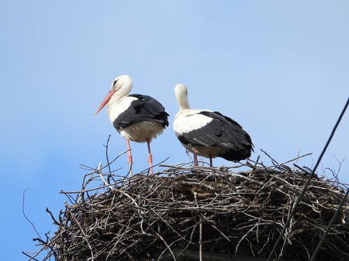 storks  crow's nest  stork