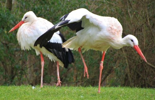 storks birds animals
