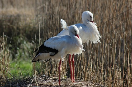 storks  plumage  nature