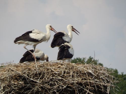storks birds young