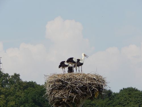 storks birds young