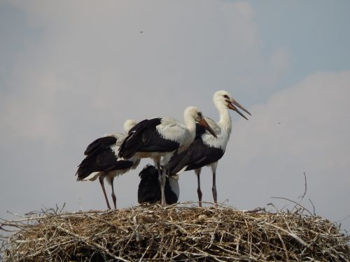storks birds young
