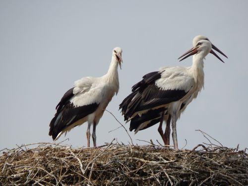 storks birds young