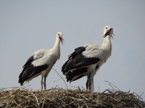 storks birds young