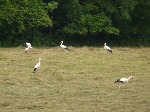 storks meadow bird