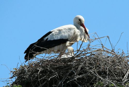 storks white stork mountain husen
