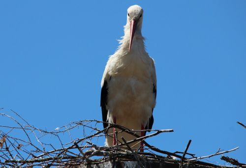 storks white stork mountain husen