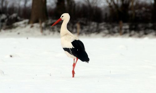 storks white stork bird