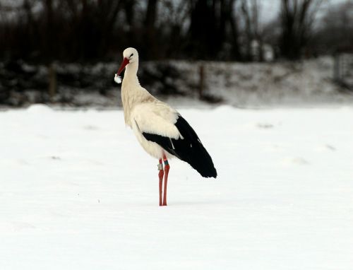 storks white stork bird