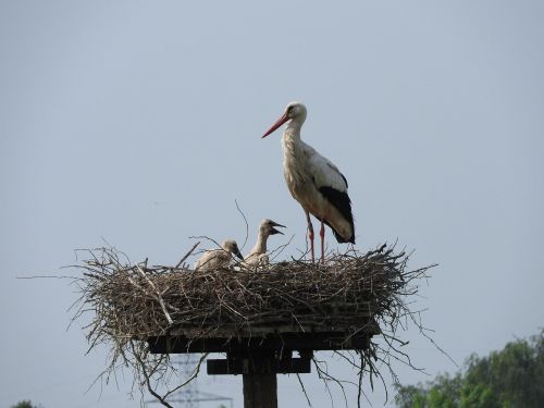 stork's nest boy nature