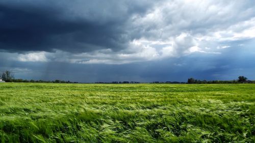 storm wheat cloud