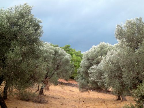 storm threatening clouds trees