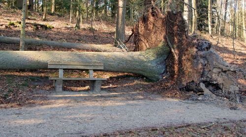 storm tree tree root