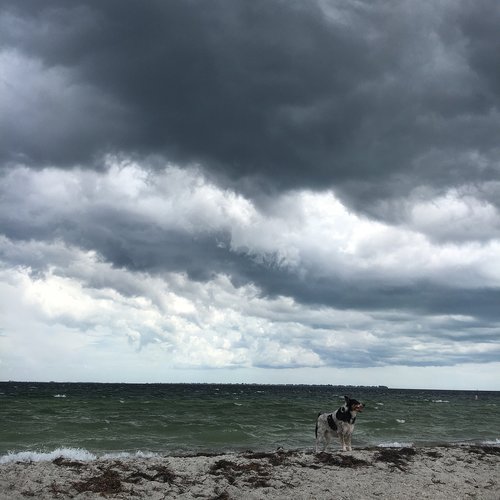 storm  dog on the beach  clouds