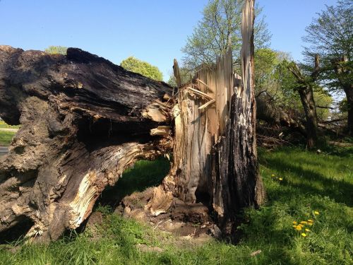 storm tree overturned