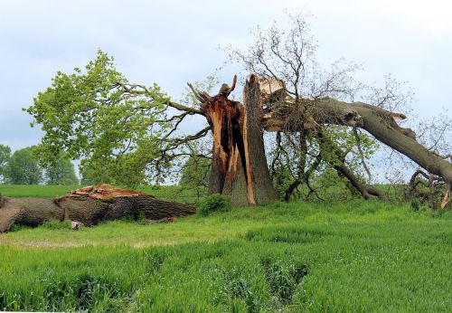 storm damage oak tree break