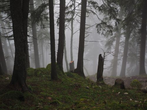 storm damage fir forest firs