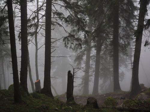 storm damage fir forest firs