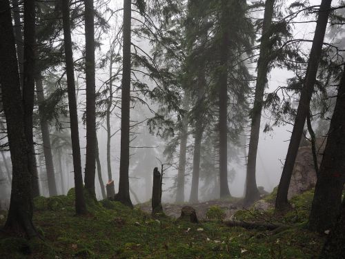 storm damage fir forest firs