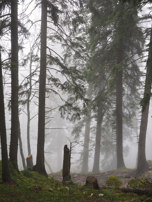 storm damage fir forest firs