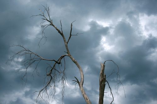 Stormy Sky And Dead Tree