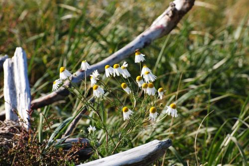 strain shore herbs