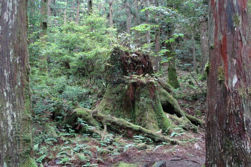 strain tree nature