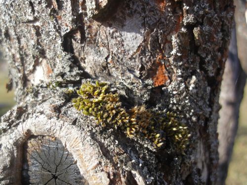 strain moss tree