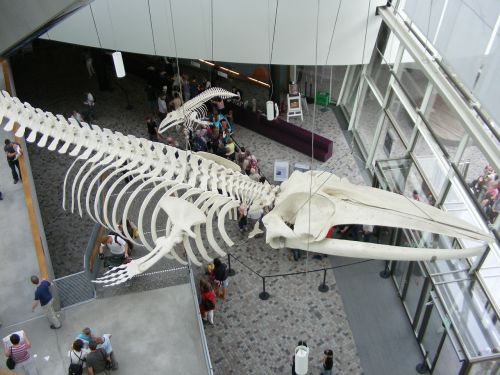stralsund ozeaneum whale skeleton