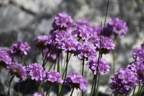 strandnellik  flower  the nature of the