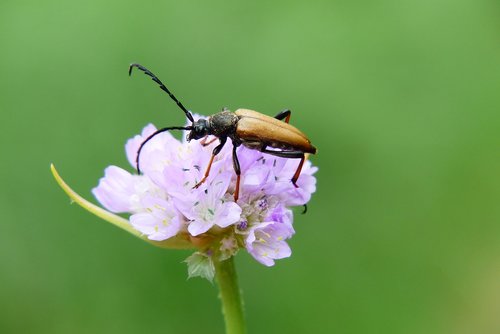 strangalia czarniawa  female  insect