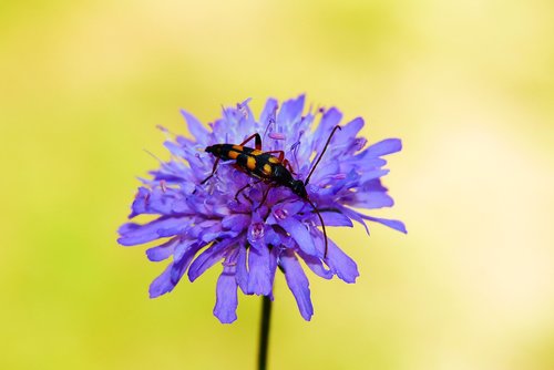strangalia wysmukła  the beetle  flower