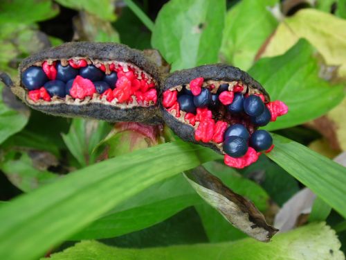 strange plant nature