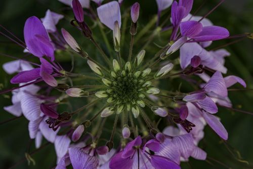 strange flower flower purple flower