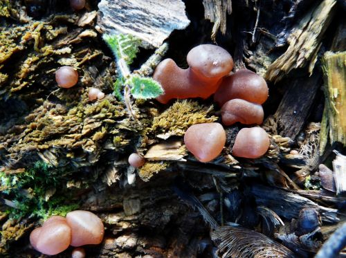 Strange Mushrooms