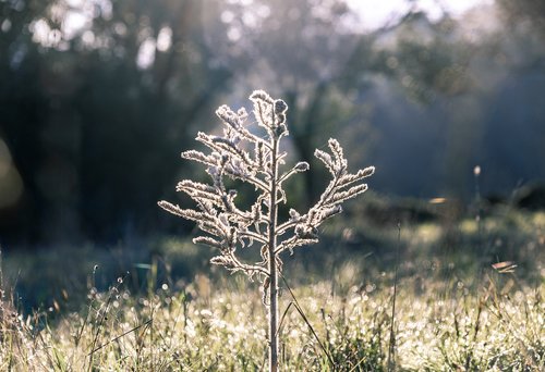 strange plant  growth  sky