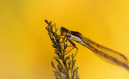 straszka total  zimówka rudawa  dragonflies równoskrzydłe