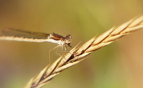 straszka total  zimówka rudawa  dragonflies równoskrzydłe